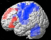 ウソで活性化する脳領域